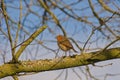robin redbreast sitting on the branch of a tree Royalty Free Stock Photo