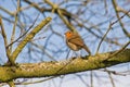 robin redbreast sitting on the branch of a tree Royalty Free Stock Photo