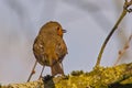 robin redbreast sitting on the branch of a tree Royalty Free Stock Photo