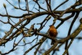Robin redbreast sitting in a tree Royalty Free Stock Photo