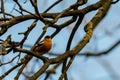 Robin redbreast sitting in a tree Royalty Free Stock Photo