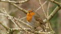 Erithacus rubecula - European Robin