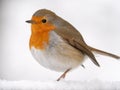 Robin Redbreast on a snowy branch Royalty Free Stock Photo