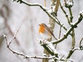 Robin Redbreast on a snowy branch Royalty Free Stock Photo