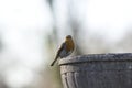Robin redbreast in spring Royalty Free Stock Photo