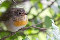 Robin redbreast stitting on a branch Royalty Free Stock Photo