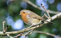 Robin redbreast on tree branch Ropner park