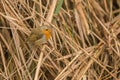 Robin in the reed Royalty Free Stock Photo