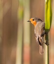 Robin on reed plant
