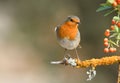 Robin Royalty Free Stock Photo