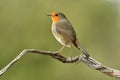 robin rests on a branch Royalty Free Stock Photo
