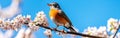 A robin rests gracefully on a tree branch adorned with delicate blossoms, complementing the bright blue sky. The serene Royalty Free Stock Photo