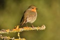 A robin Royalty Free Stock Photo