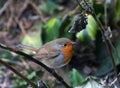 Robin fluffed up on a cold winter day