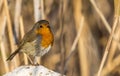 Robin on Rock