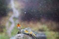 Robin on rocks with snow falling Royalty Free Stock Photo