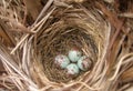 Robin's bird nest with eggs Royalty Free Stock Photo