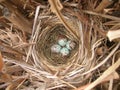 Robin's bird nest with four eggs Royalty Free Stock Photo