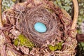 Robin's Egg and Nest in a Basket