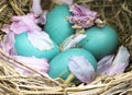 Robin`s Eggs In Cherry Blossom Nest Royalty Free Stock Photo
