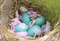 Robin`s Eggs In Cherry Blossom Nest Royalty Free Stock Photo