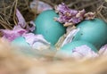 Robin`s Eggs With Cherry Blossom Petals
