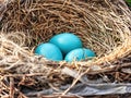 Robin`s Eggs in Nest: Three blue American Robin bird eggs nestled Royalty Free Stock Photo