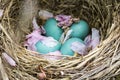 Robin`s Nest In A Cherry Tree