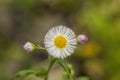 Robin's Plantain Wildflowers - Erigeron Pulchellus
