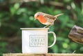 Robin sat on cup