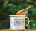 Robin sat on cup