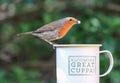 Robin sat on cup