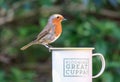 Robin sat on cup