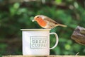 Robin sat on cup