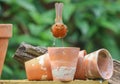 Robin sat on garden plant pots Royalty Free Stock Photo