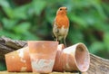 Robin sat on garden plant pots Royalty Free Stock Photo