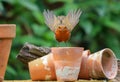 Robin sat on garden plant pots Royalty Free Stock Photo