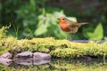 Robin sat on moss