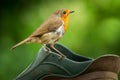 A robin sat on a shoe