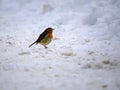 Robin searching for food in the snow Royalty Free Stock Photo