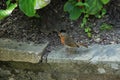Robin is seen in one of the gardens at Sissinghurst Castle in Kent in England in the summer. Royalty Free Stock Photo