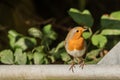 Robin showing off it`s red breast