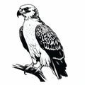 Detailed Black And White Hawk Or Eagle Illustration Royalty Free Stock Photo