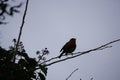 Robin in silhouette singing on a branch