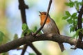 Robin singing