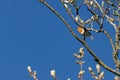 Robin singing his heart out on a spring day