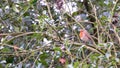 Singing robin in the tree