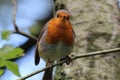 A Robin singing in a tree in the forest Royalty Free Stock Photo