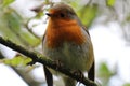 A Robin singing in a tree in the forest Royalty Free Stock Photo