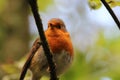 A Robin singing in a tree in the forest Royalty Free Stock Photo